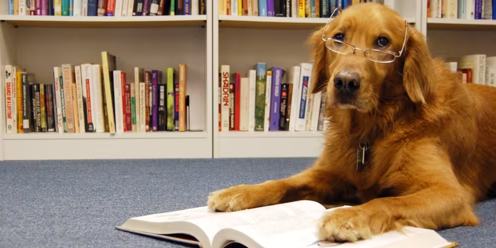 dog-reading-book.avif