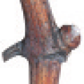 viti-bbch-00.png