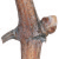 viti-bbch-01.png