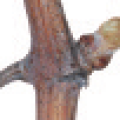 viti-bbch-05.png