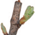 viti-bbch-09.png