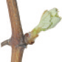 viti-bbch-10.png