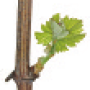 viti-bbch-11.png