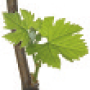 viti-bbch-12.png