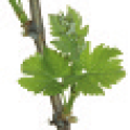 viti-bbch-13.png