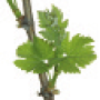 viti-bbch-13.png