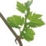 viti-bbch-14.png