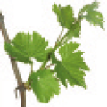 viti-bbch-51.png