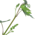 viti-bbch-53.png