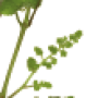 viti-bbch-55.png