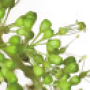 viti-bbch-61.png