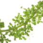 viti-bbch-62-63.png