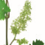 viti-bbch-65.png