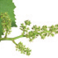 viti-bbch-67-69.png