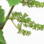 viti-bbch-71.png