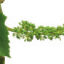 viti-bbch-73.png