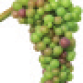 viti-bbch-81.png