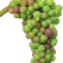 viti-bbch-81.png