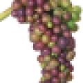 viti-bbch-83-85.png