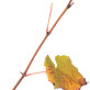 viti-bbch-97.png