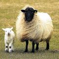 dossier-moutons.jpg