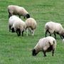 moutons-pature.jpg