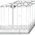 schema-coquille.png