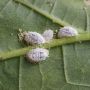 cochenille.jpg