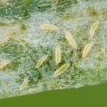 thrips.jpg