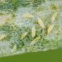 thrips.jpg
