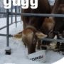 guegg202003.jpg