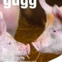 guegg202202.jpg