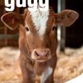 guegg202601.jpg
