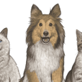 gosbi-chienchat-min.png