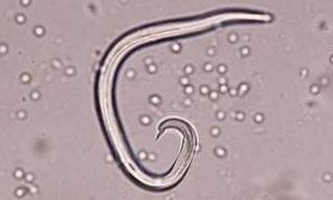 capillaris.jpg