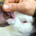 gale-oreille-lapin.jpg